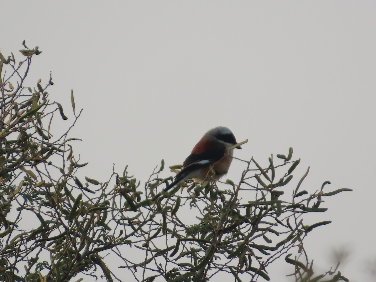 Bay-backed Shrike - ML646039725