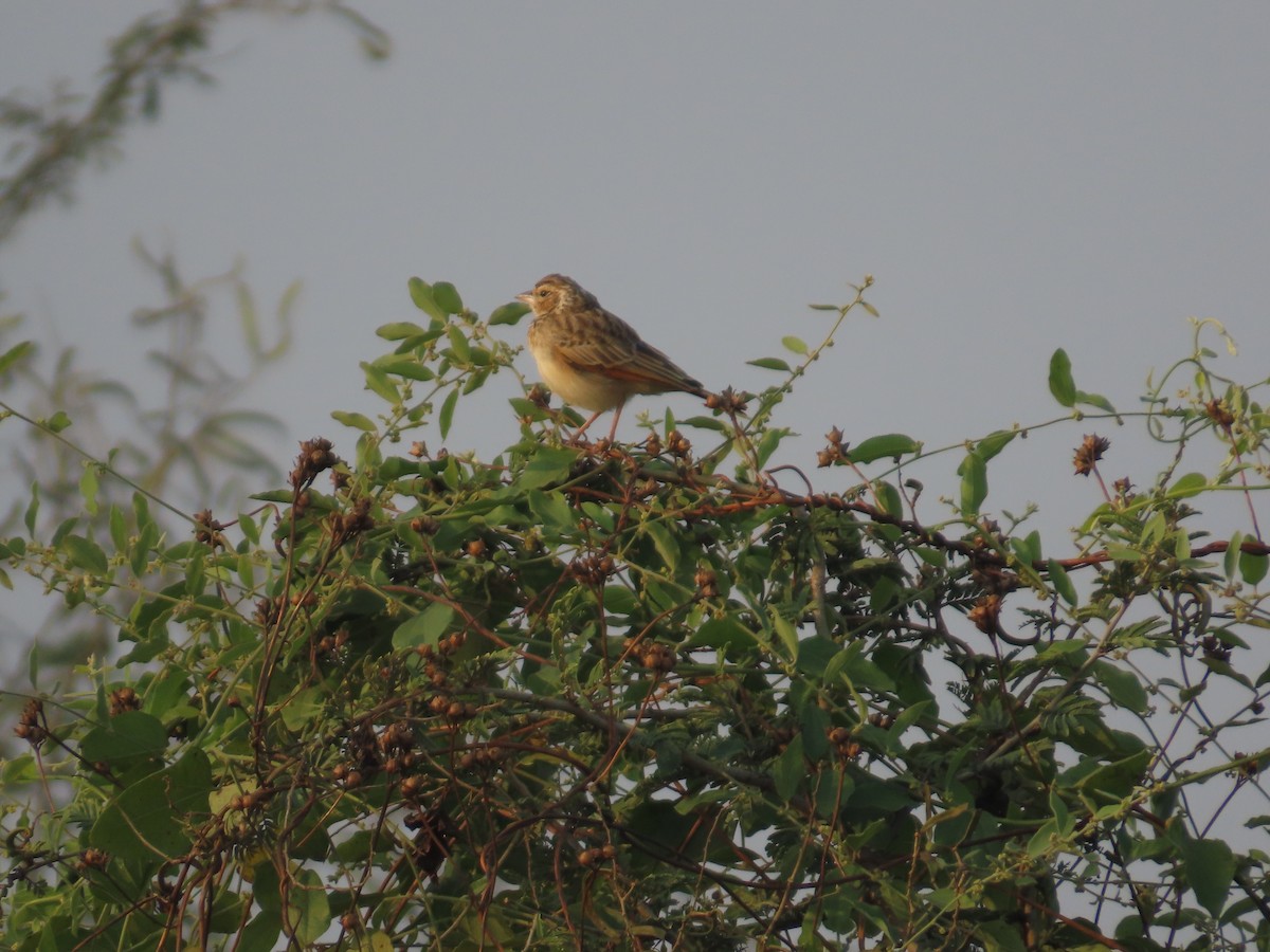 Indian Bushlark - ML646039727