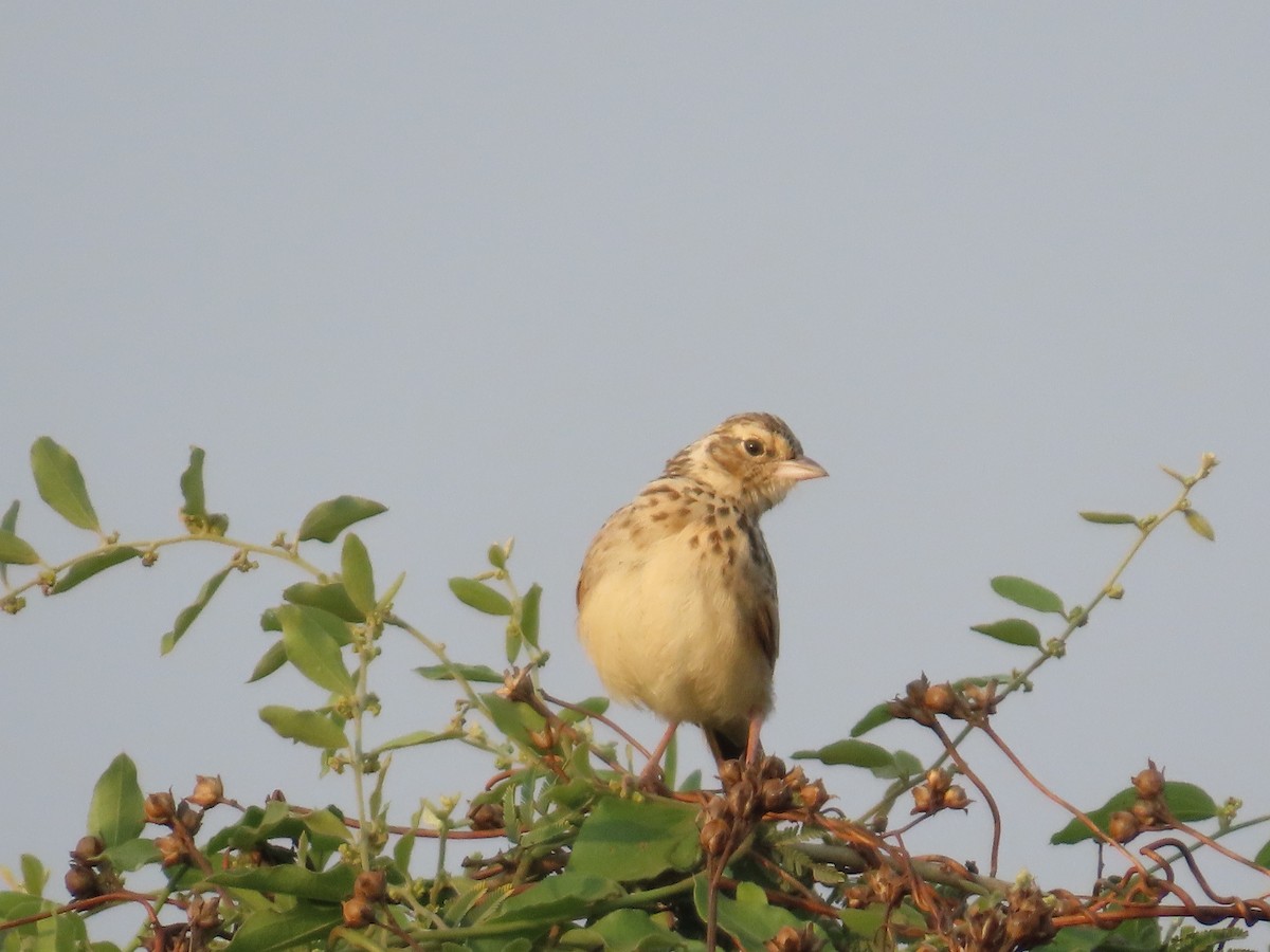 Indian Bushlark - ML646039728