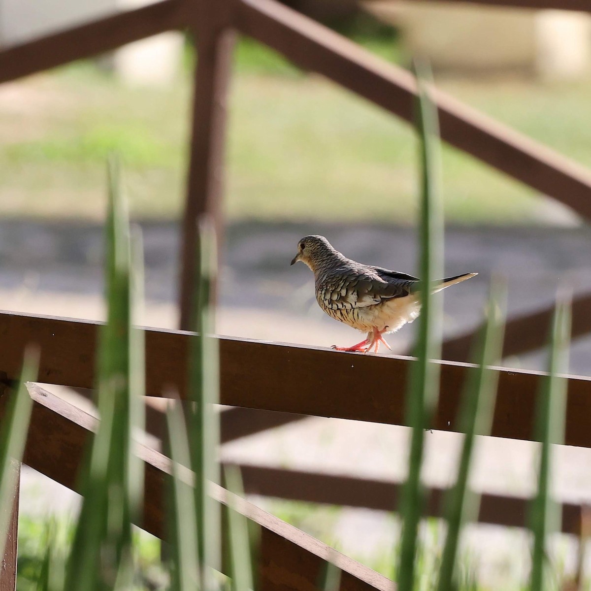 Scaled Dove - ML646039729