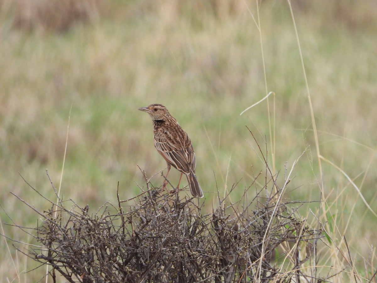 Red-winged Lark - ML646039731