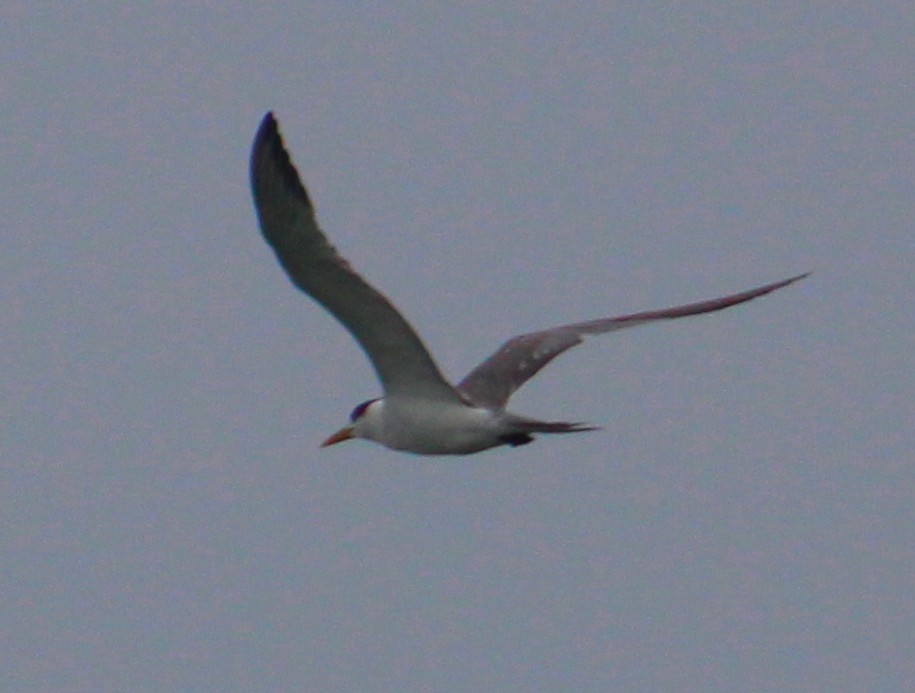 Lesser Crested Tern - ML646039732