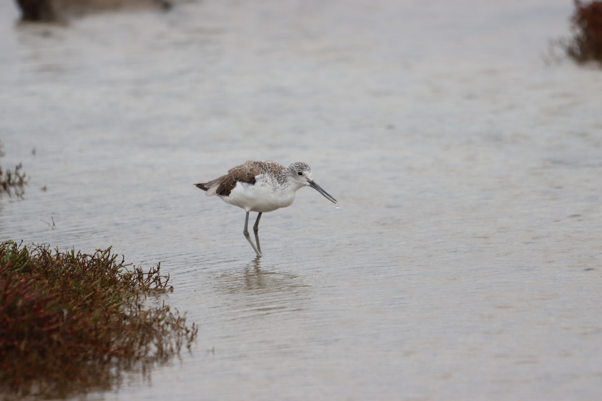 Common Greenshank - ML646039733
