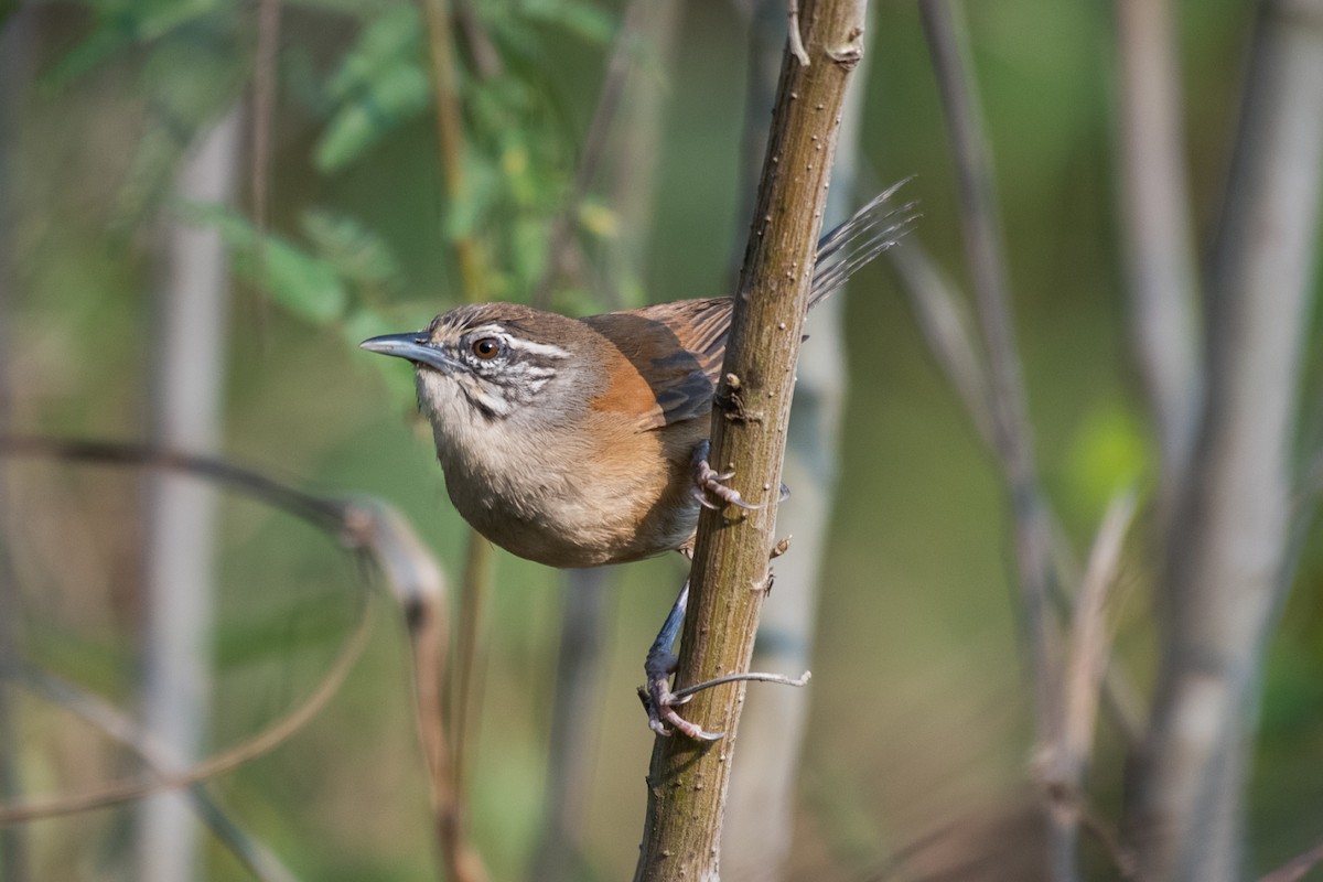 Moustached Wren - ML646039737