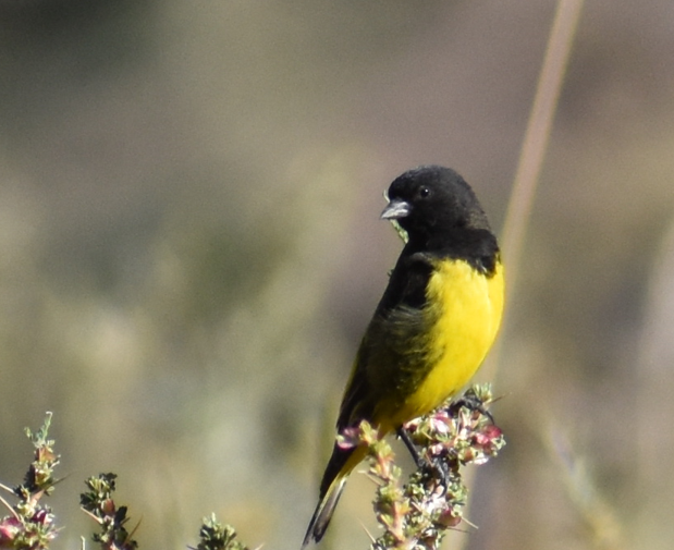 Yellow-rumped Siskin - ML646039739