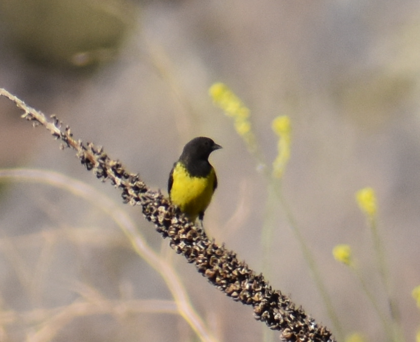 Yellow-rumped Siskin - ML646039740