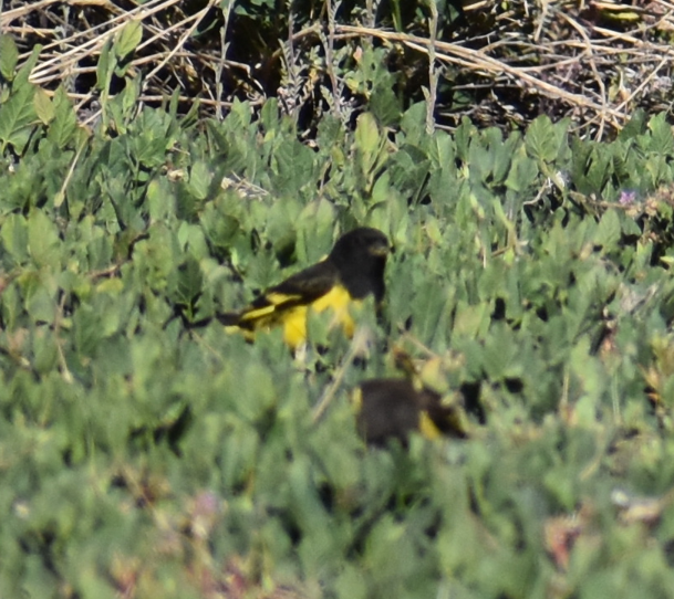 Yellow-rumped Siskin - ML646039741