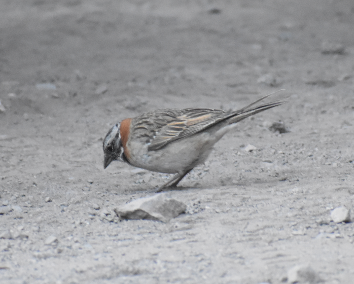 Rufous-collared Sparrow - ML646039747