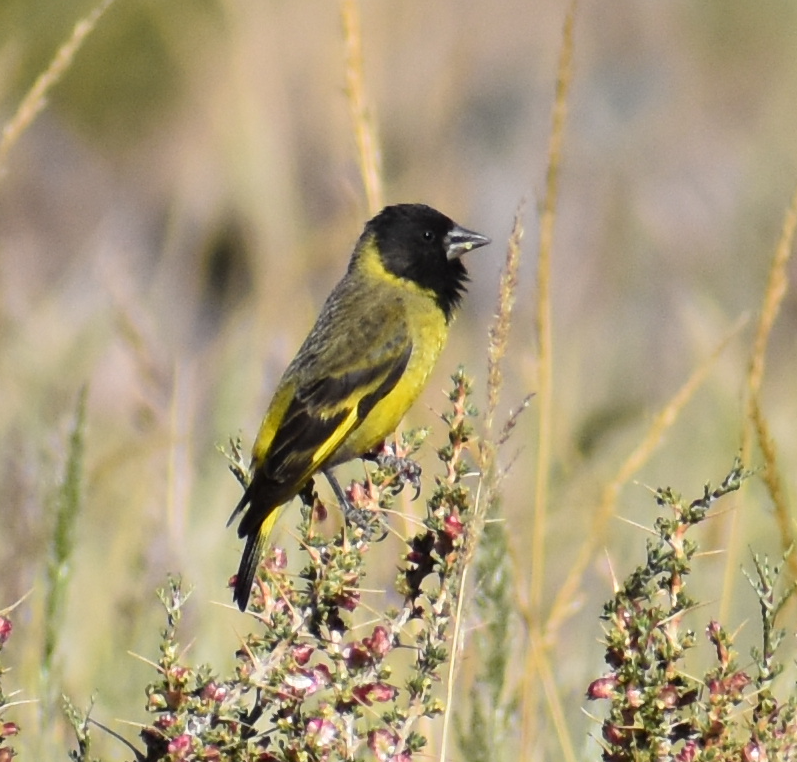 Thick-billed Siskin - ML646039760