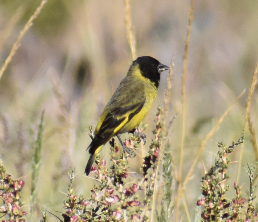 Thick-billed Siskin - ML646039761
