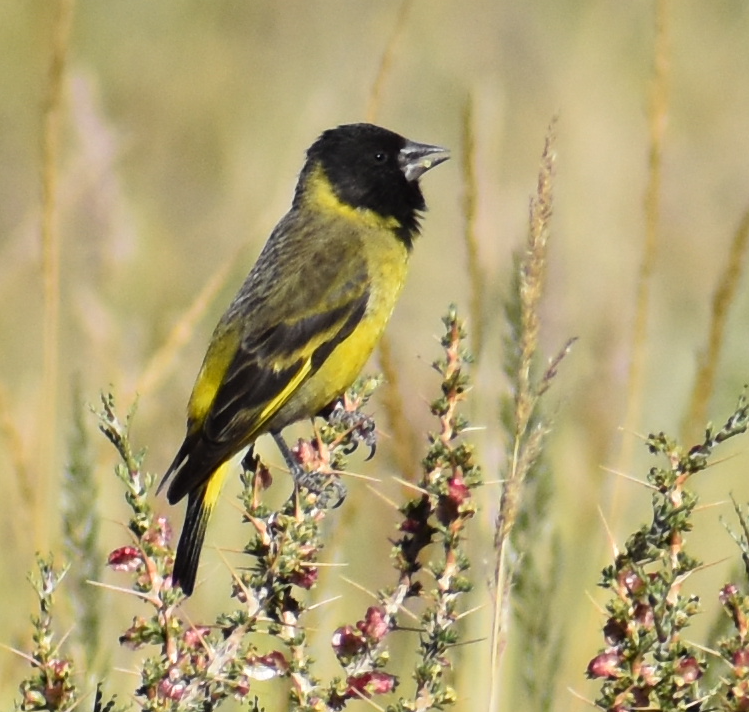 Thick-billed Siskin - ML646039762