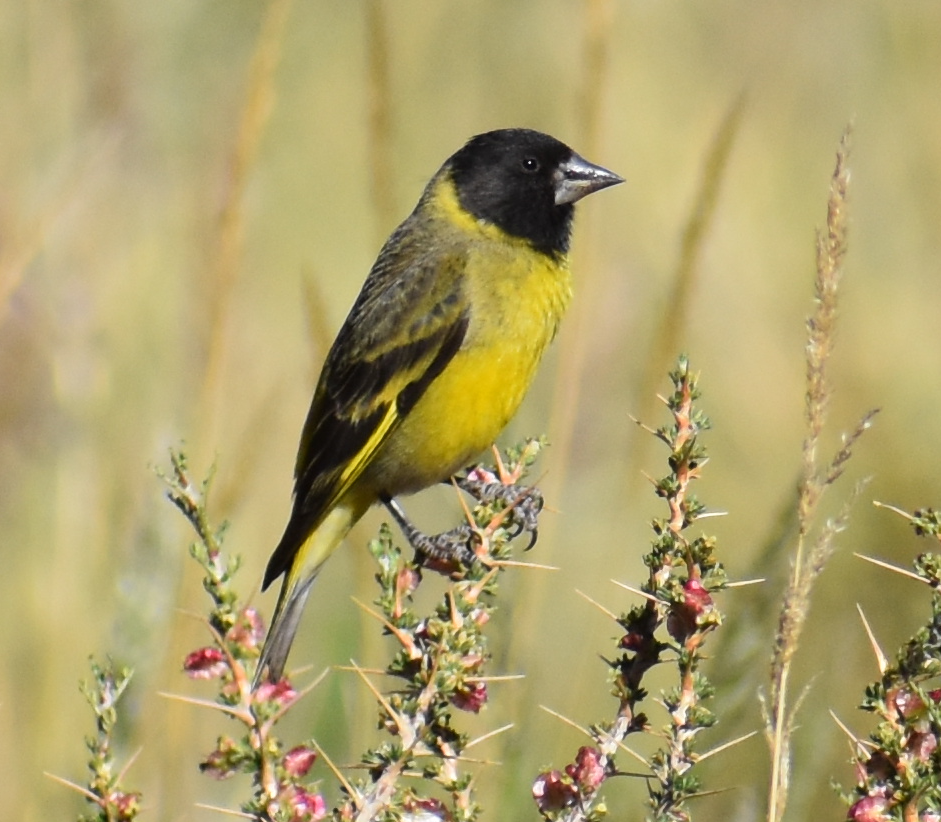 Thick-billed Siskin - ML646039763