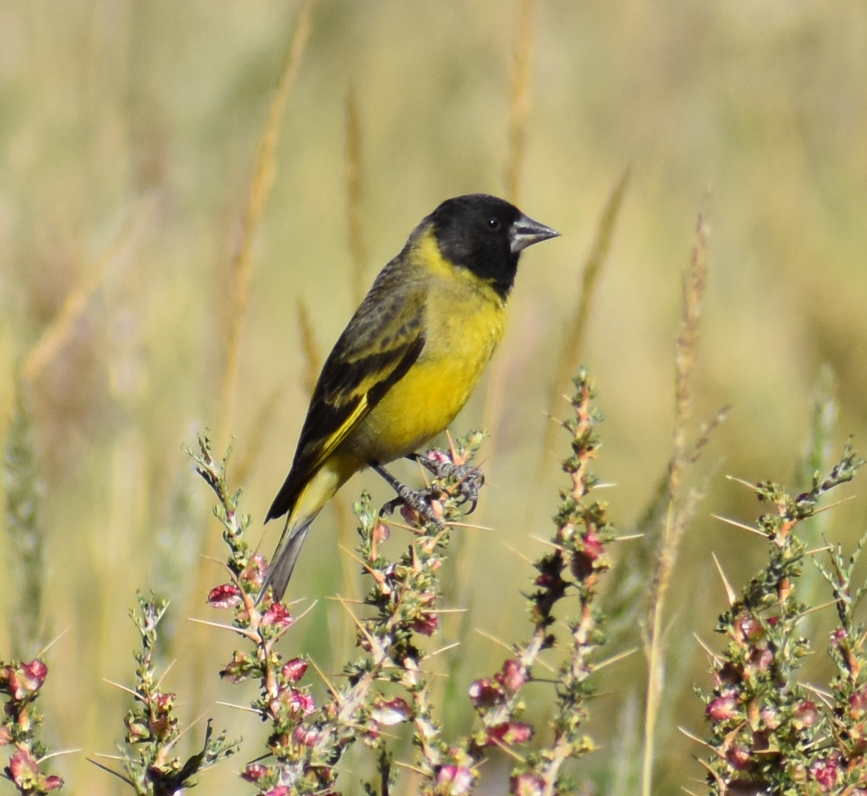 Thick-billed Siskin - ML646039764