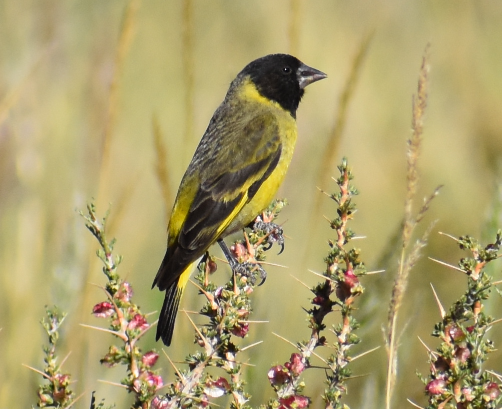Thick-billed Siskin - ML646039765