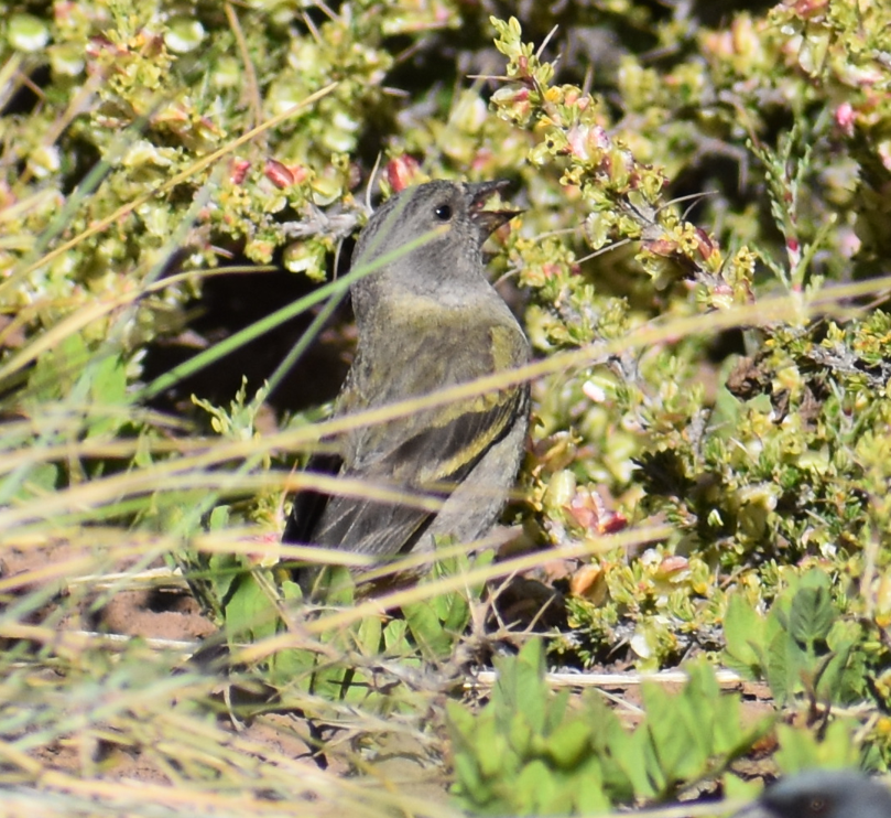 Thick-billed Siskin - ML646039766