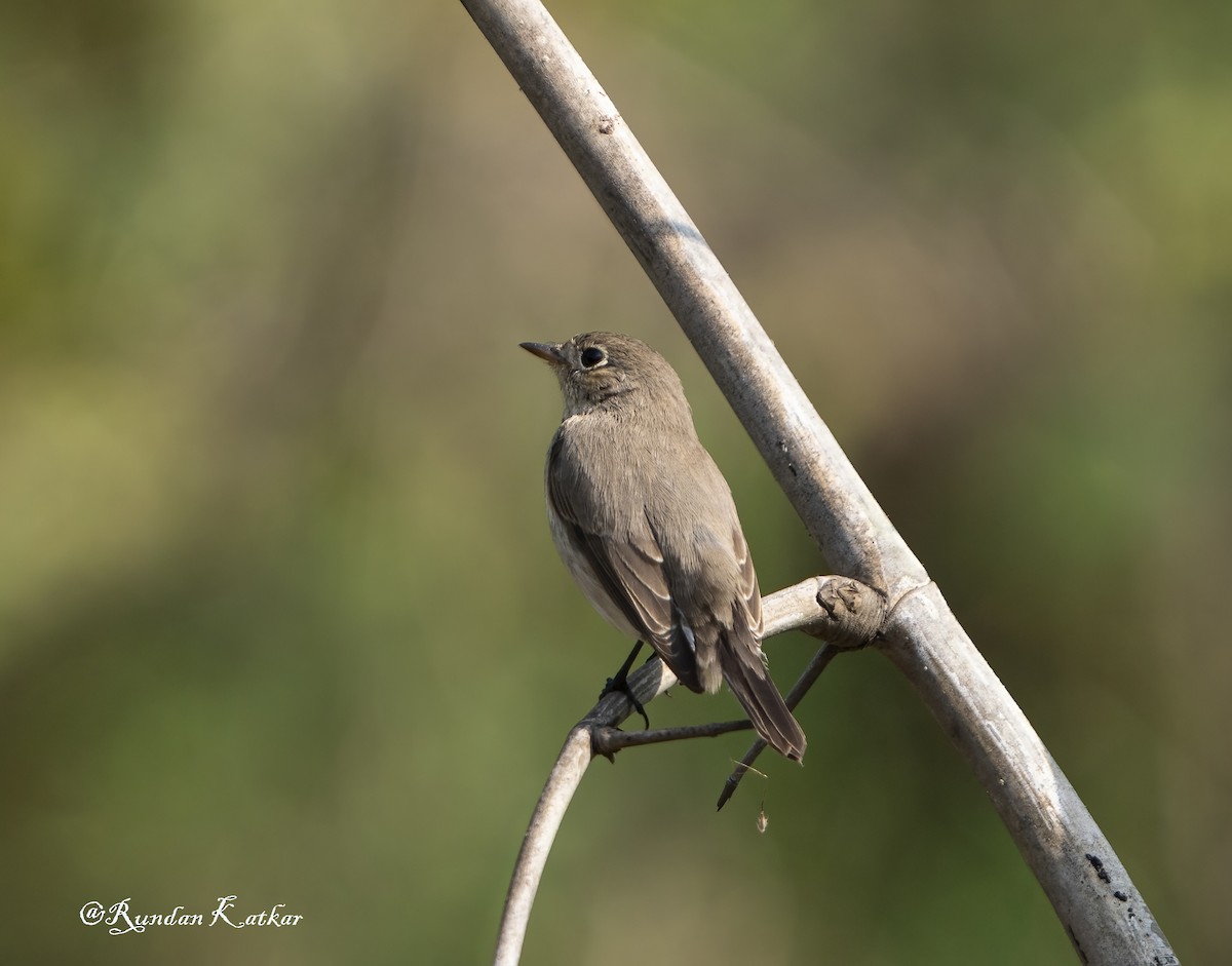 Red-breasted Flycatcher - ML646039770