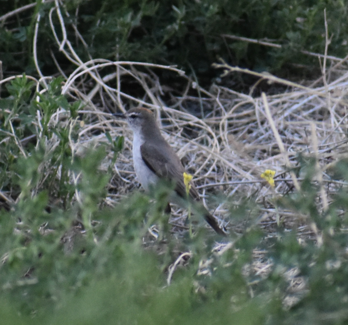 White-browed Ground-Tyrant - ML646039781