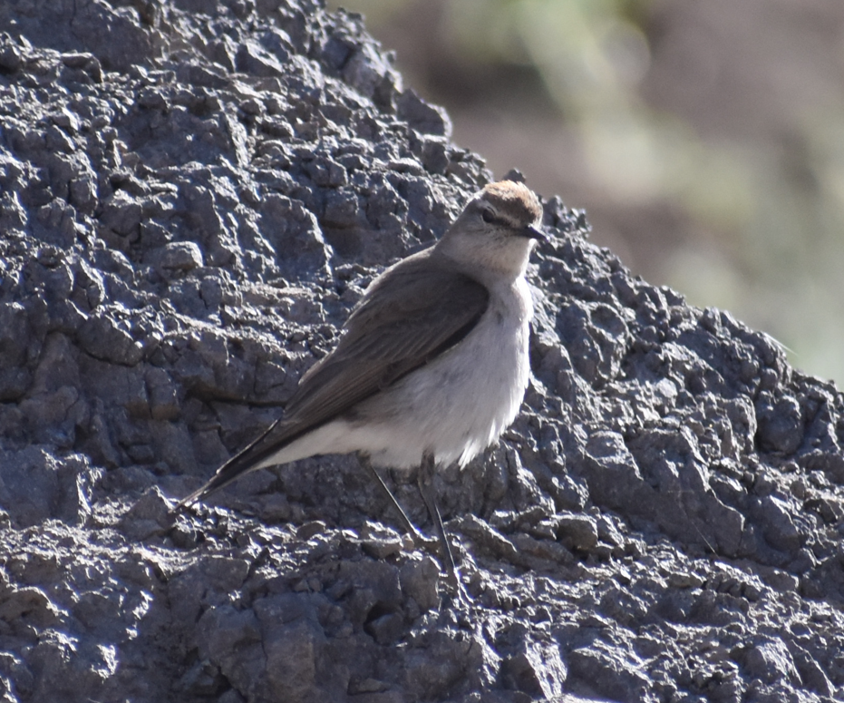 White-browed Ground-Tyrant - ML646039782