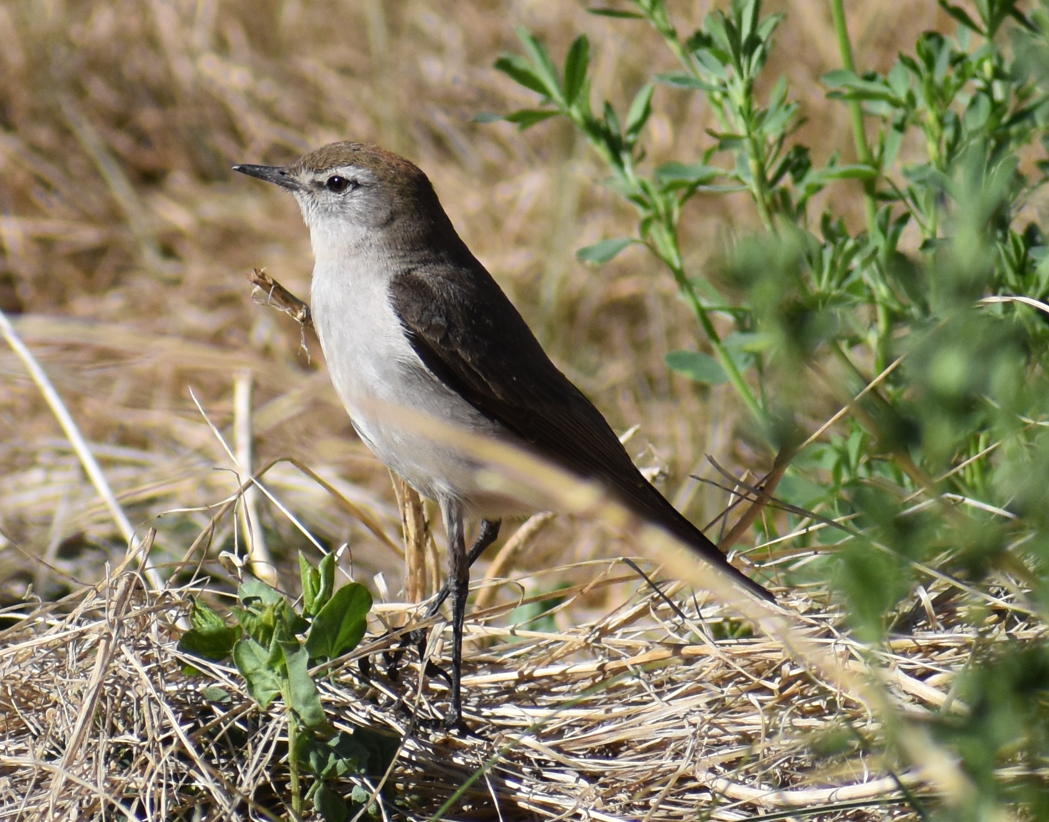 White-browed Ground-Tyrant - ML646039783