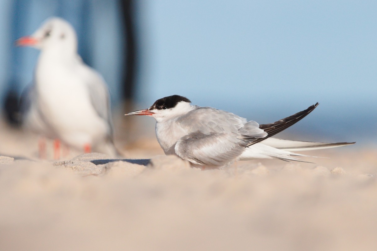 Common Tern - ML646039790