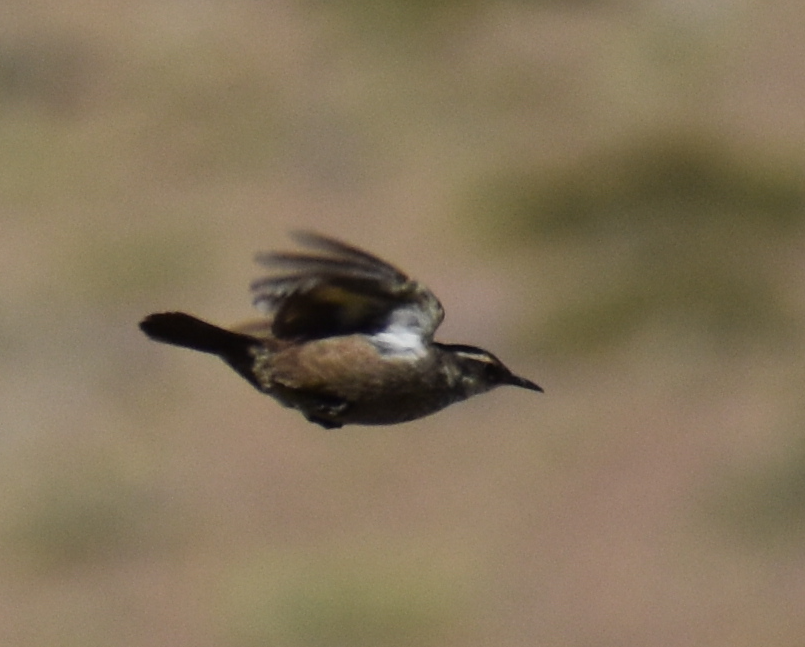 Dark-bellied Cinclodes - ML646039808