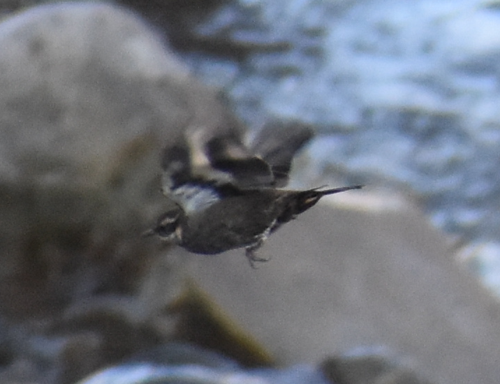 Dark-bellied Cinclodes - ML646039809