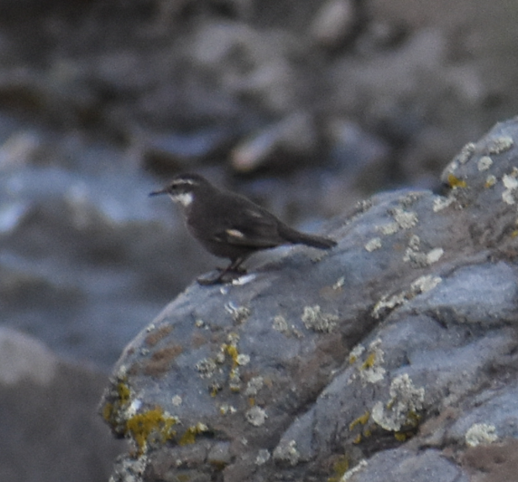 Dark-bellied Cinclodes - ML646039810