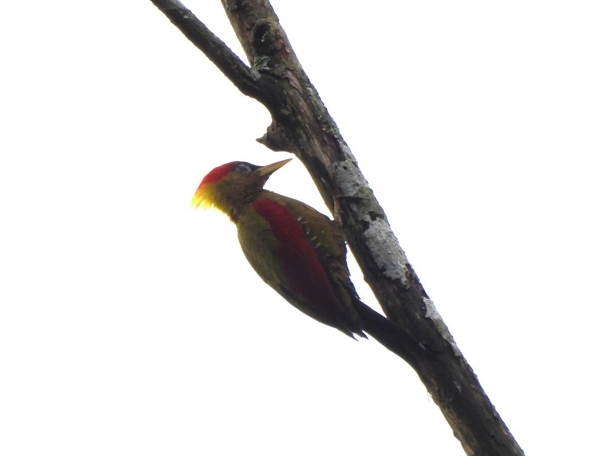 Crimson-winged Woodpecker - ML646039817