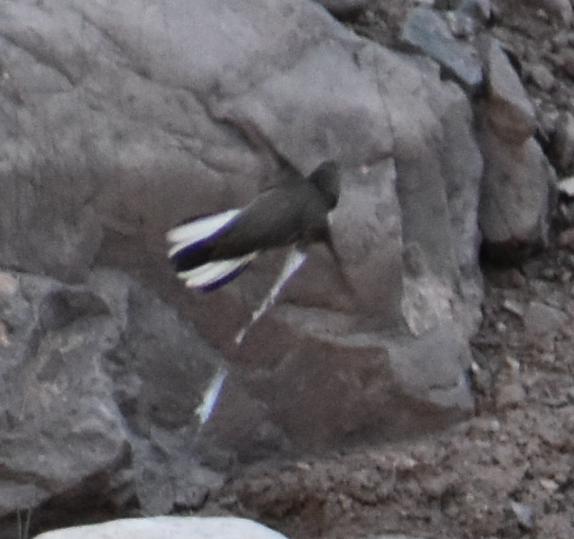 White-sided Hillstar - ML646039821