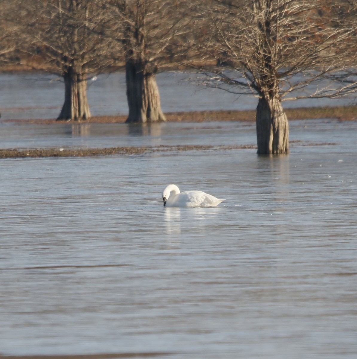 Tundra Swan - ML646039826