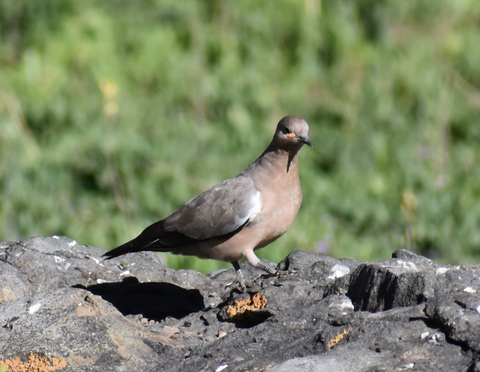 Black-winged Ground Dove - ML646039828