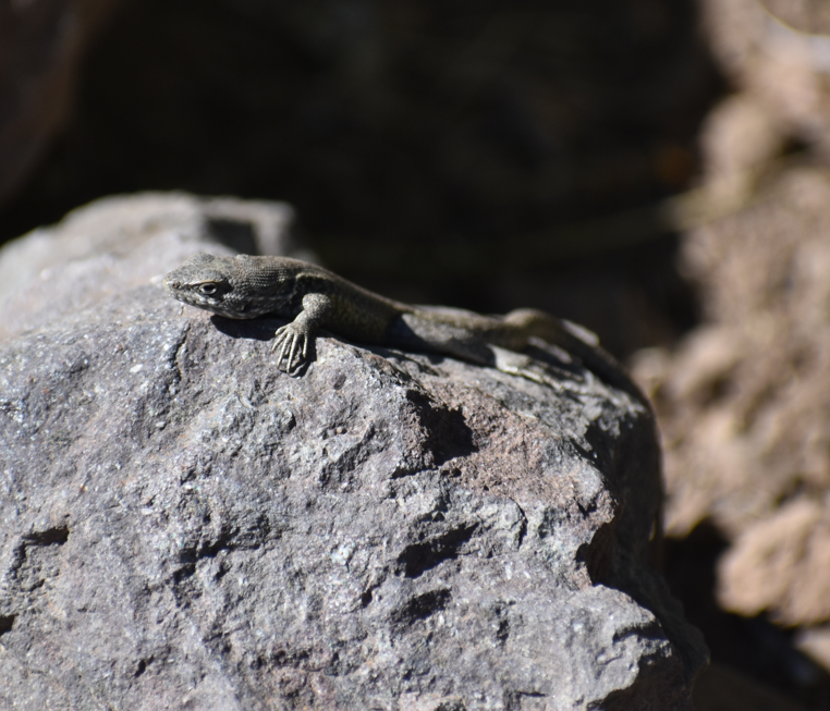 Smooth-throated Swifts - ML646039832