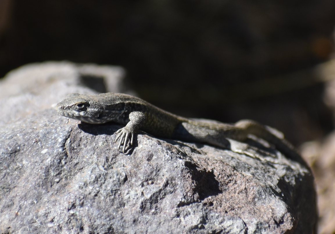 Smooth-throated Swifts - ML646039833