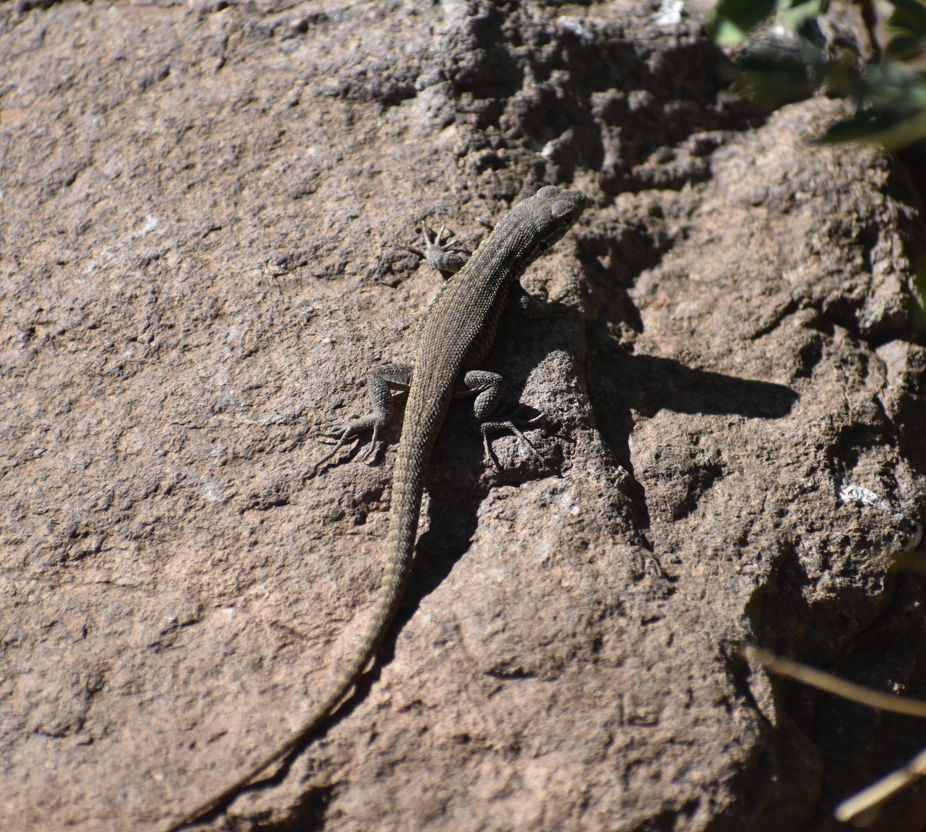 Smooth-throated Swifts - ML646039834