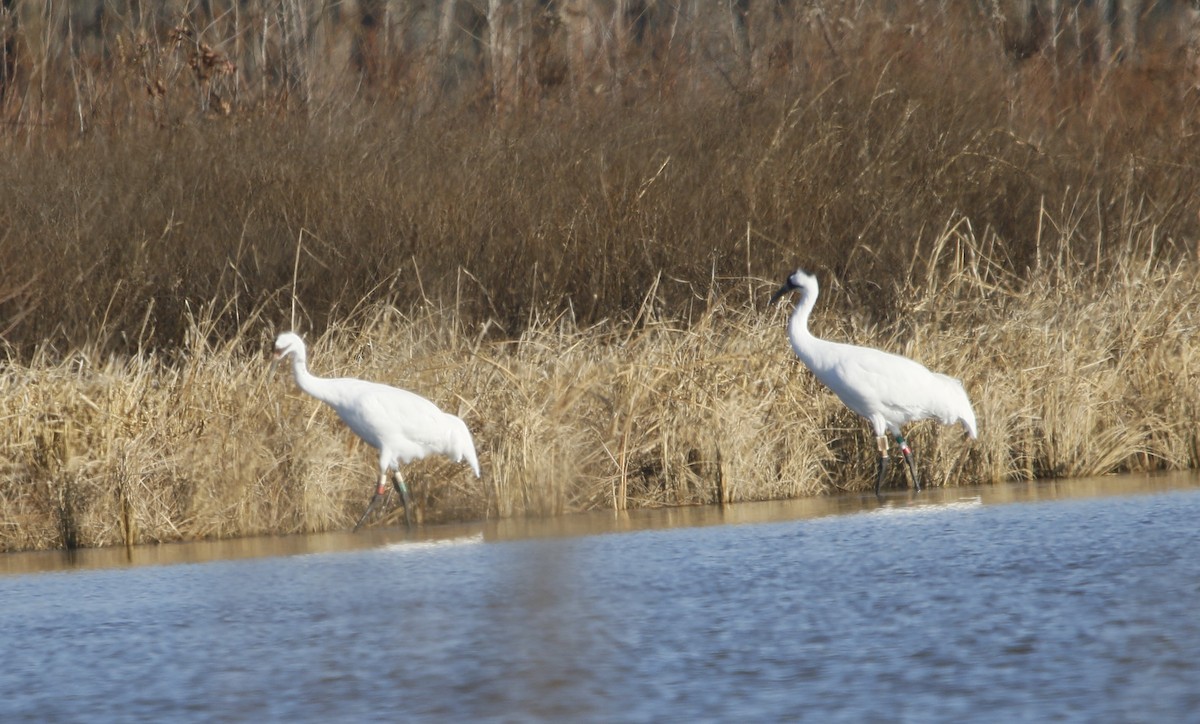 Whooping Crane - ML646039838