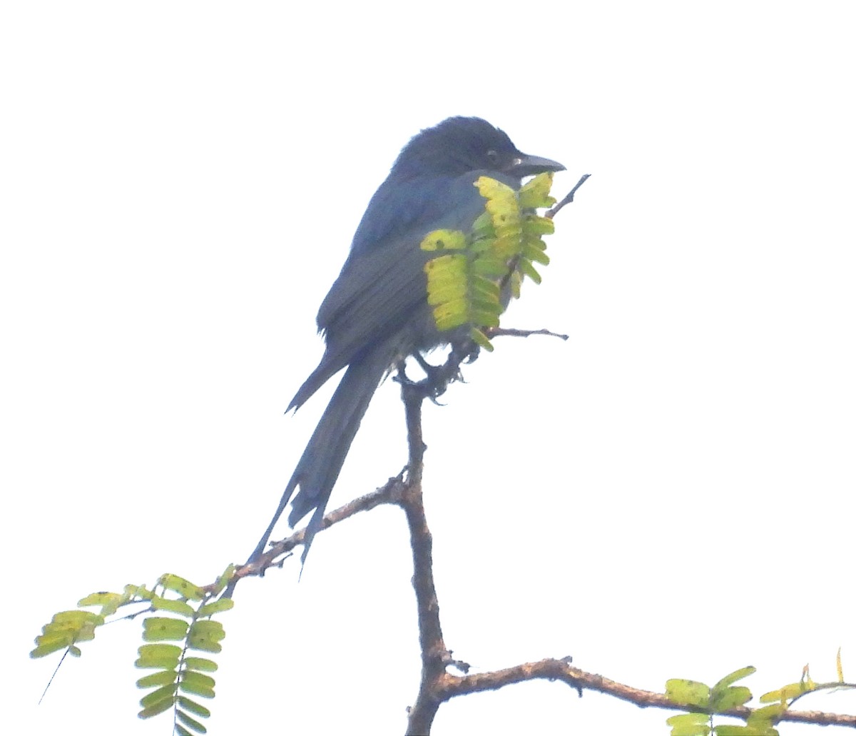 Black Drongo - ML646039840