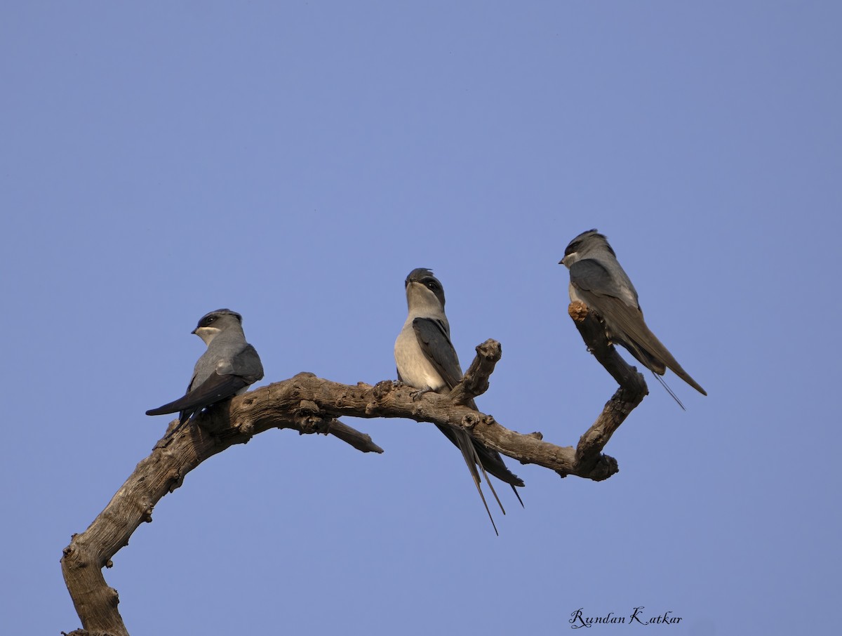 Crested Treeswift - ML646039842