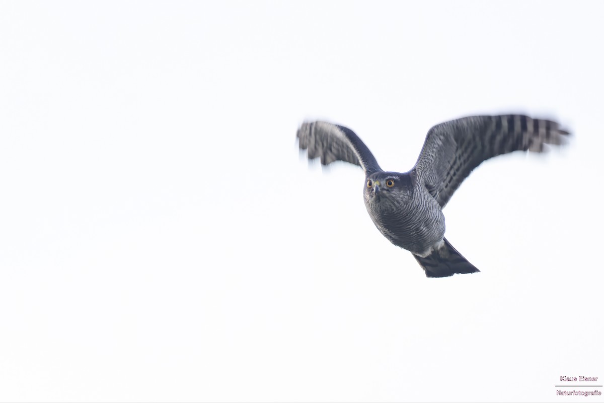 北雀鷹 - ML646039855