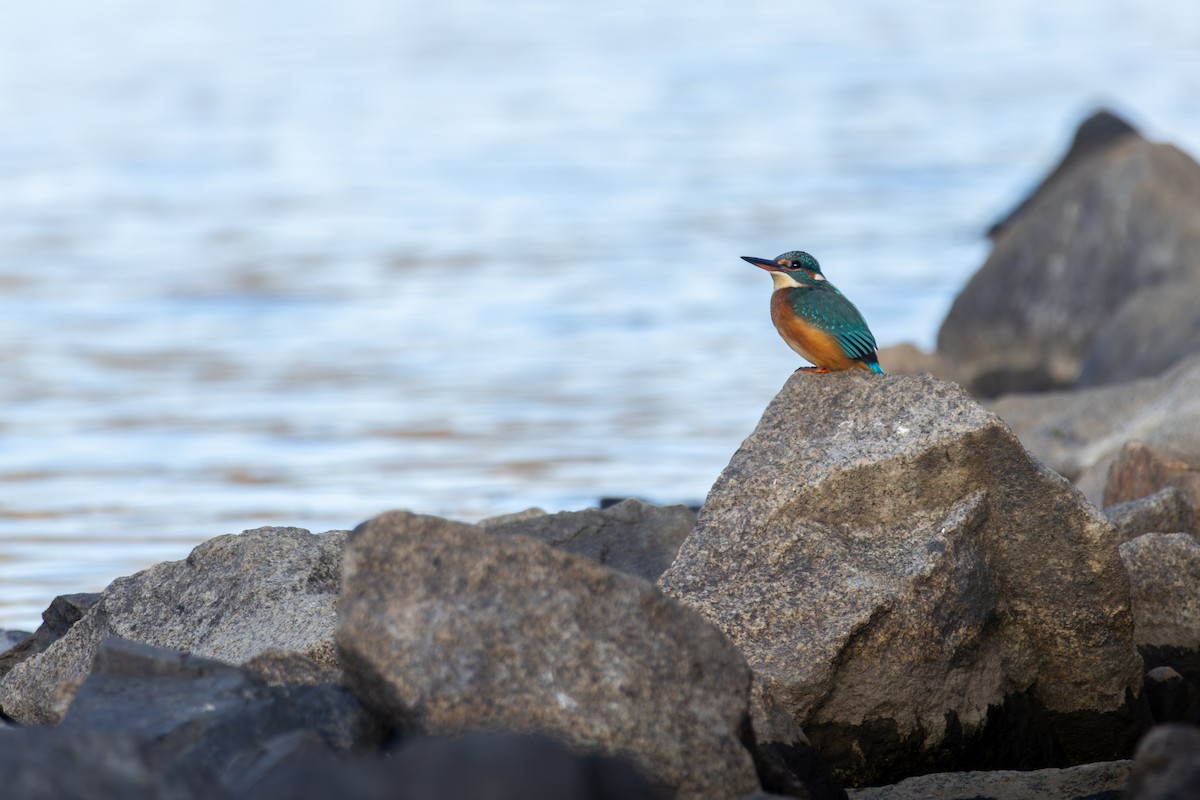 Common Kingfisher - ML646039858
