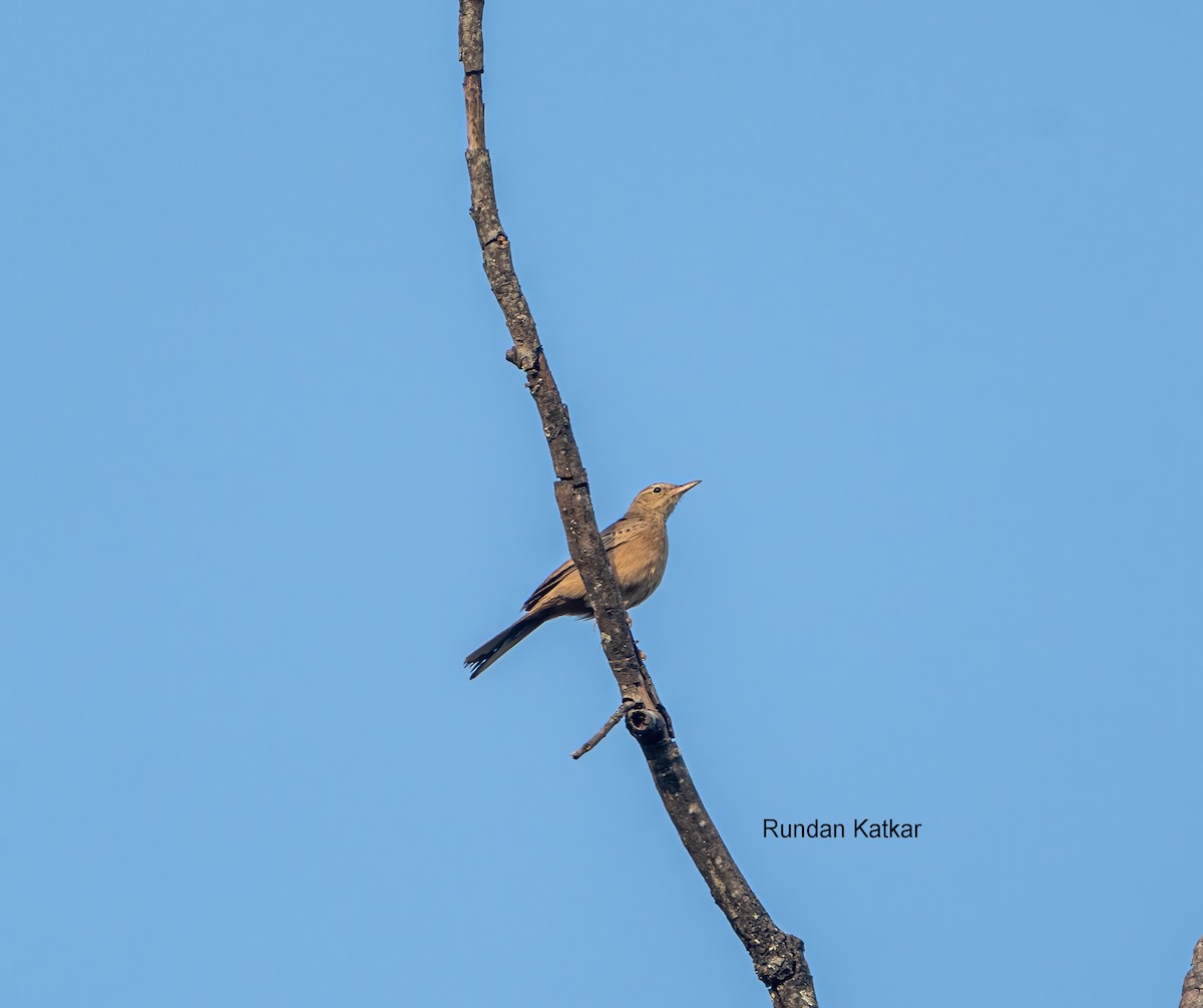 Txirta mokoluzea - ML646039859