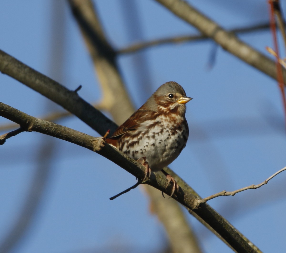 Fox Sparrow - ML646039861
