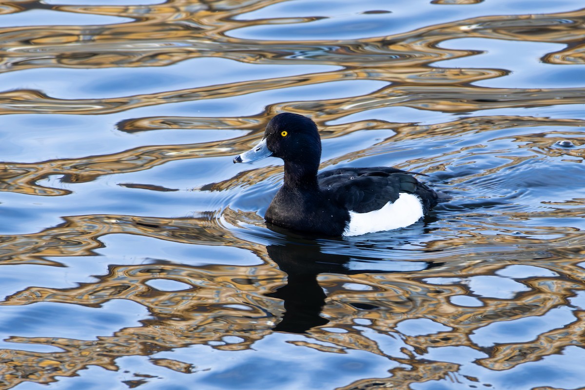 Tufted Duck - ML646039865