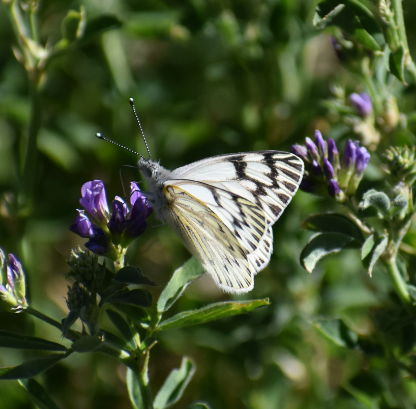 Butterflies and Moths - ML646039866