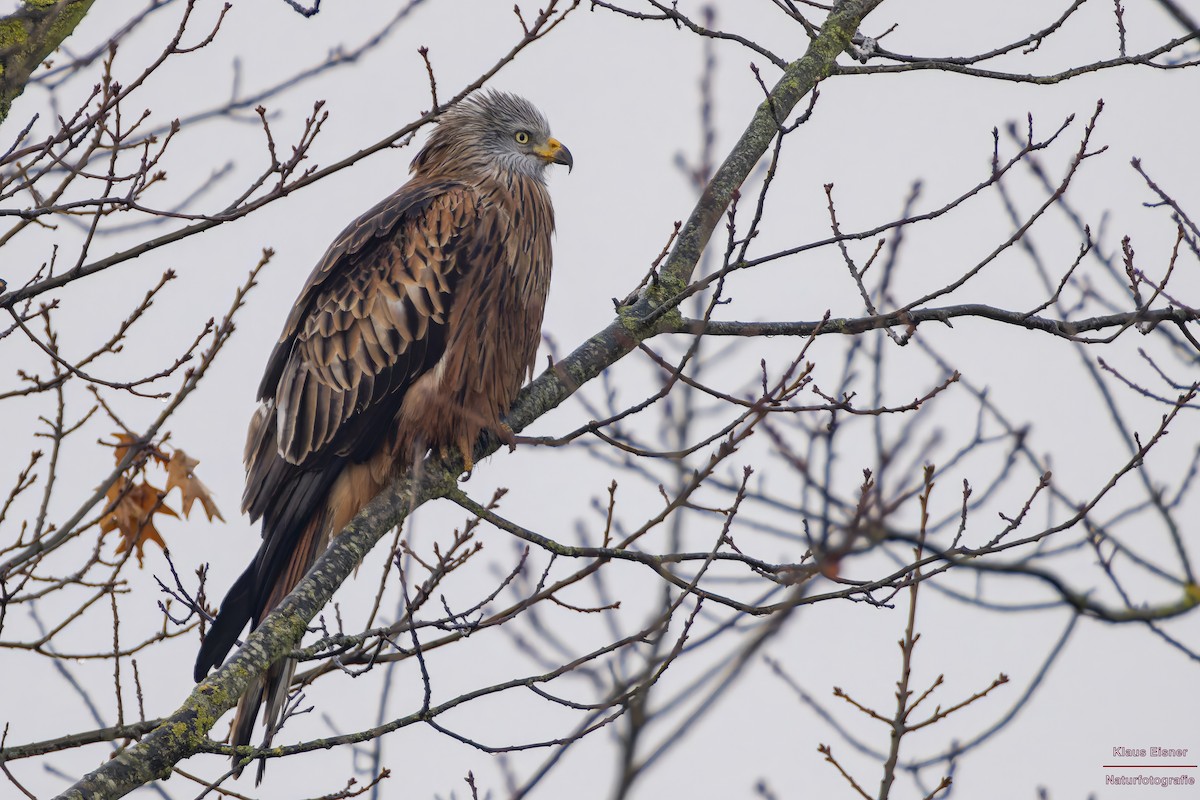 Red Kite - ML646039867