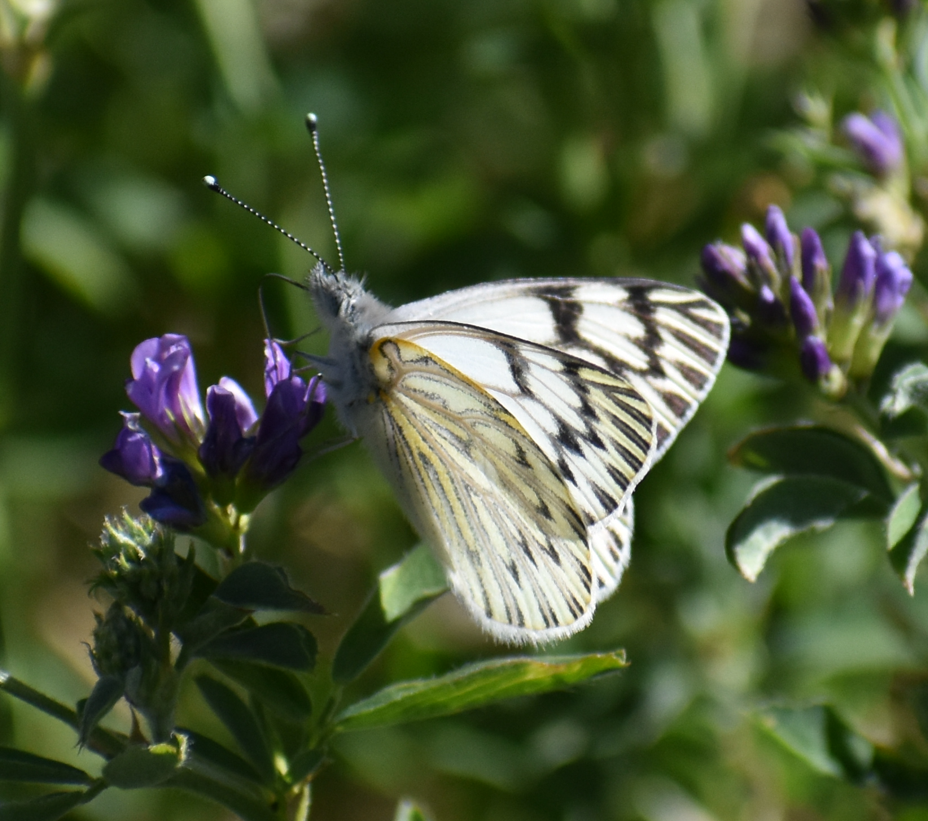 Butterflies and Moths - ML646039868
