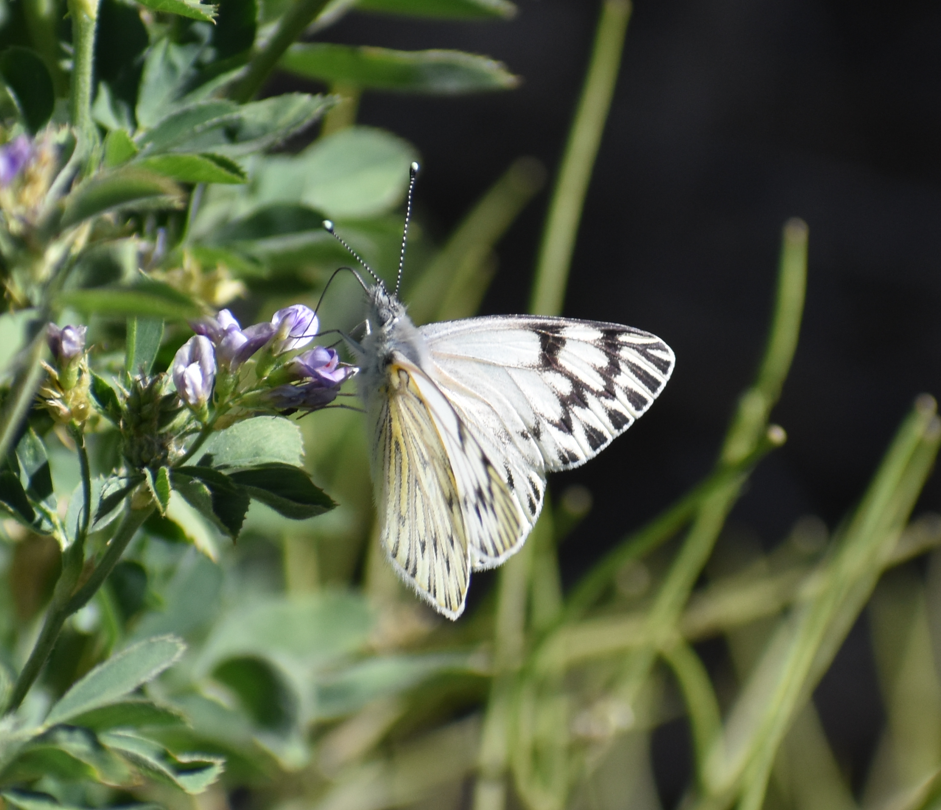 Butterflies and Moths - ML646039869