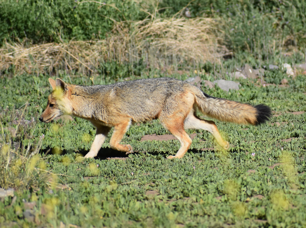 Culpeo - ML646039870