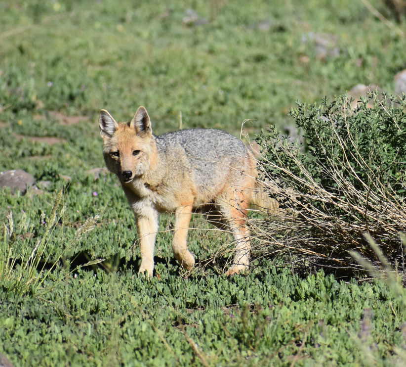 Culpeo - ML646039871