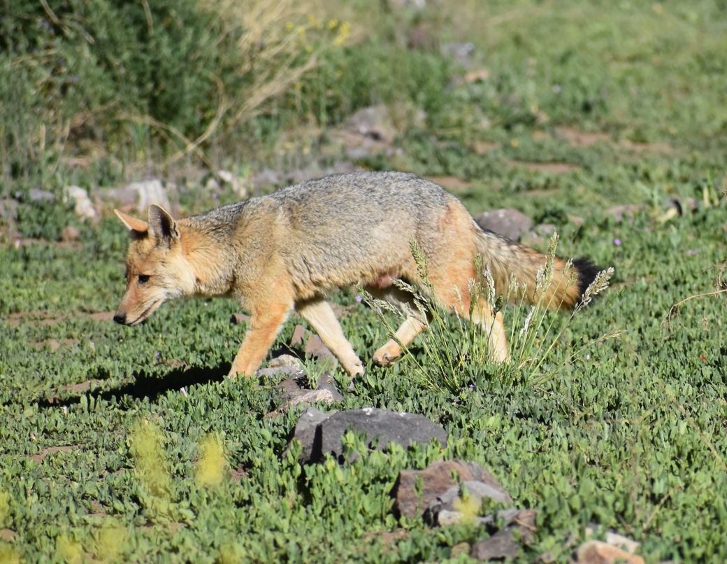 Culpeo - ML646039872