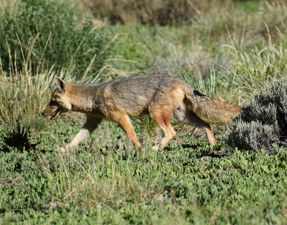 Culpeo - ML646039873